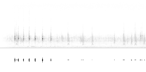 Sonogram av lokkelyd