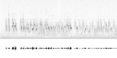 Sonogram av sang