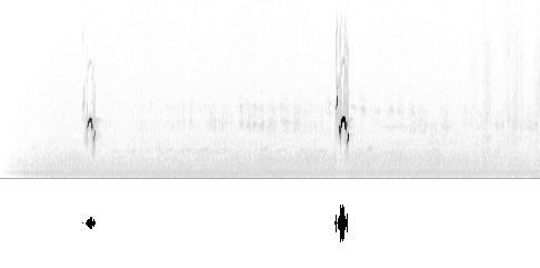 Sonogram av lokkelyd