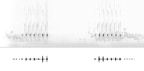 Sonogram av sang