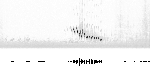 Sonogram av sang