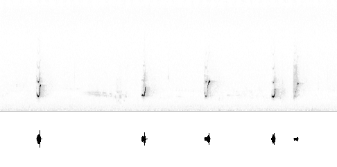 Sonogram av lokkelyd