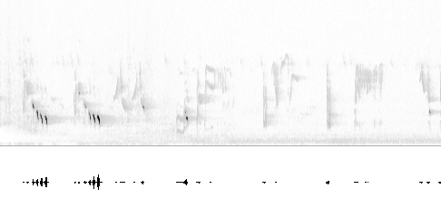 Sonogram av sang