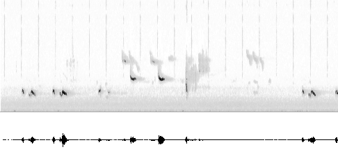 Sonogram av lokkelyd