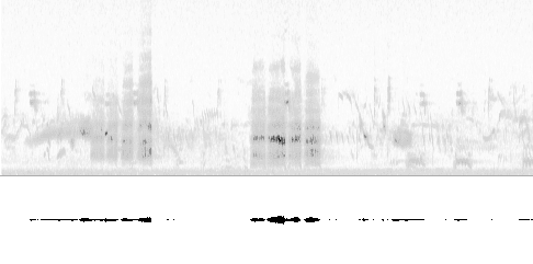 Sonogram av lokkelyd
