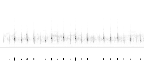 Sonogram av lokkelyd