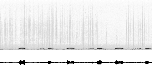 Sonogram av varsellyd