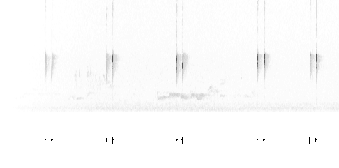 Sonogram av varsellyd