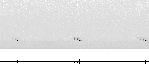 Sonogram av sang