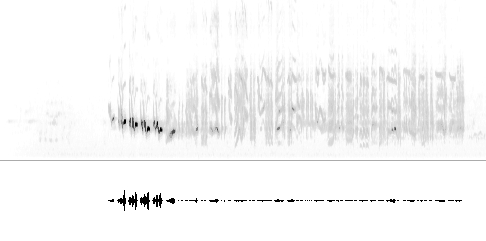 Sonogram av lokkelyd