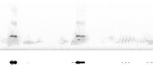 Sonogram av sang