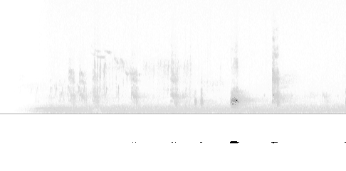 Sonogram av sang