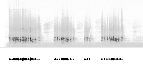 Sonogram av varsellyd