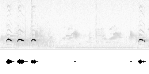 Sonogram av sang