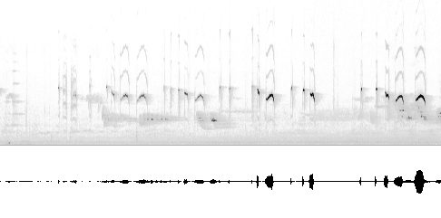 Sonogram av lokkelyd