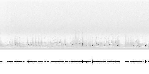 Sonogram av sang