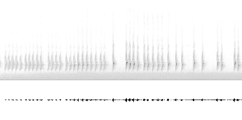 Sonogram av lokkelyd