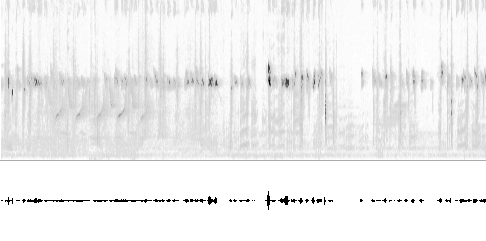 Sonogram av sang