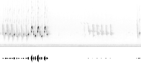 Sonogram av sang