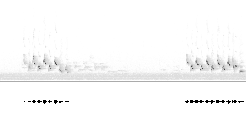 Sonogram av lokkelyd