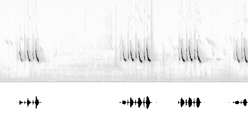 Sonogram av sang