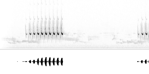 Sonogram av lokkelyd