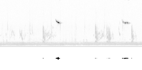 Sonogram av varsellyd