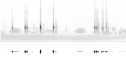 Sonogram av lokkelyd