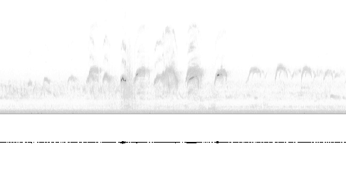 Sonogram av sang