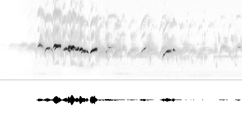 Sonogram av lokkelyd