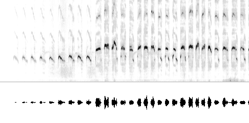 Sonogram av varsellyd