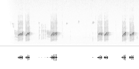 Sonogram av lokkelyd