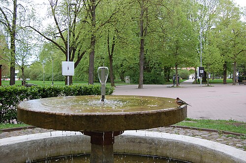 Dompap, bilde 18
