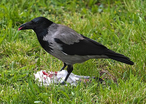 Kråke, bilde 13