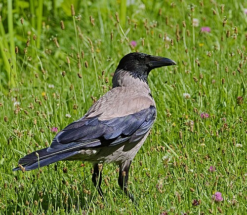 Kråke, bilde 15