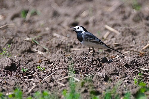 Linerle, bilde 2