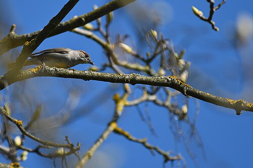 Munk, bilde 3