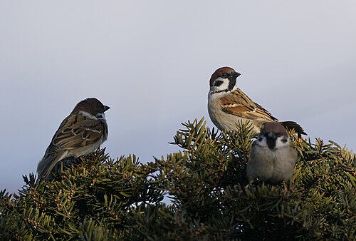 Pilfink, bilde 23