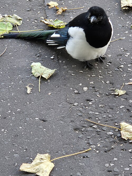 Skjære