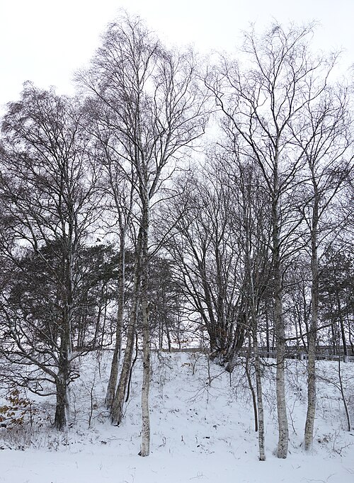 Skjære