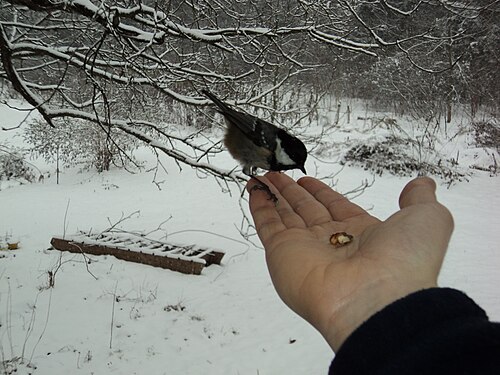 Svartmeis