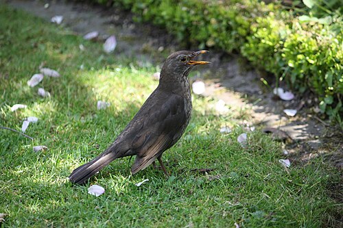 Svarttrost, bilde 5